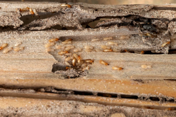 Best Flea Control Services  in Somerville, TN