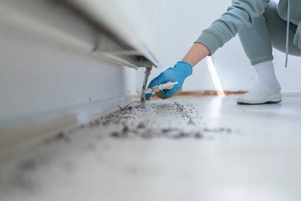 Best Local Pest Control Services  in Somerville, TN